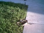 IMG0204.JPG
